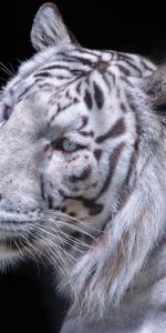 Muzzle,Predator,White Tiger,Animals,Cat