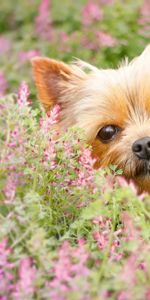 Muzzle,Puppy,Animals,Yorkshire Terrier,Flowers