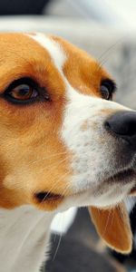 Muzzle,Puppy,Ears,Beagle,Animals,Dog