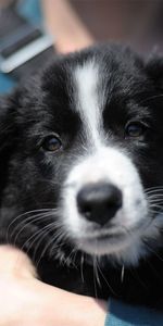 Muzzle,Puppy,Hands,Bw,Chb,Care,Animals