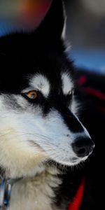 Muzzle,Puppy,Haska,Husky,Dog,Animals