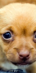 Muzzle,Puppy,Kid,Tot,Animals,Eyes