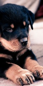 Pattes,Rottweiler,Muselière,Museau,Chiot,Animaux,Chien