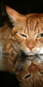 Muzzle,Redhead,Paw,Tired,Animals,Cat