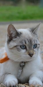 Muzzle,Siamese Cat,Animals,Kitty,Kitten,Cat