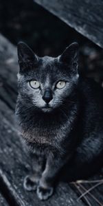 Muzzle,Sight,Opinion,Animals,Blur,Smooth,Grey,Cat