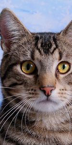 Muzzle,Sight,Opinion,Animals,Cat