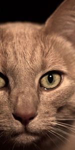 Muzzle,Sight,Opinion,Animals,Eyes,Cat