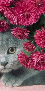 Muzzle,Sight,Opinion,Animals,Flowers,Cat