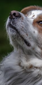 Muzzle,Sight,Opinion,Australian Shepherd,Aussie,Animals,Dog