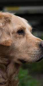 Animales,Bozal,Visión,Perro Perdiguero De Oro,Golden Retriever,Opinión