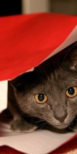 Muzzle,Sight,Opinion,Package,Packet,Hide And Seek,Animals,Grey,Cat