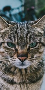 Muzzle,Sight,Opinion,Severe,Animals,Cat