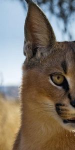 Animales,Bozal,Visión,Opinión,Estepa,Lince,Caracal