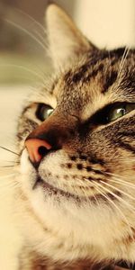 Muzzle,Sight,Opinion,Thick,Fat,Animals,Cat