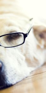 Muzzle,Spectacles,Labrador Retriever,Animals,Glasses