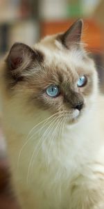 Muzzle,Spotted,Spotty,Opinion,Sight,Siamese Cat,Animals