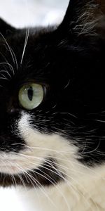 Muzzle,Spotted,Spotty,Sight,Opinion,Animals,Cat