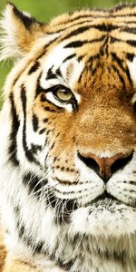 Muzzle,Striped,Color,Animals,Predator,Tiger