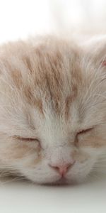 Muzzle,Striped,Color,Sleep,Kitty,Kitten,Animals,Dream