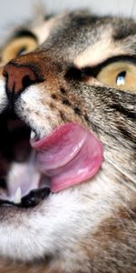 Muzzle,Striped,Licking,Expectation,Waiting,Animals,Lick Your Lips,Cat