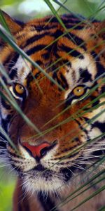 Muzzle,Striped,Opinion,Sight,Tiger,Leaves,Animals