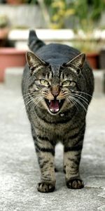 Muzzle,Striped,Scream,Animals,Cry,Cat