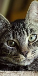 Muzzle,Striped,Sight,Opinion,Nice,Sweetheart,Animals,Cat