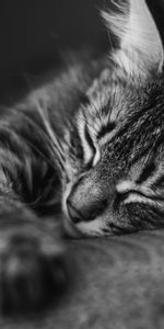 Muzzle,Striped,Sleep,Pillow,Animals,Bw,Chb,Dream,Cat