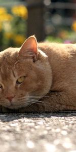 Muzzle,Thick,Pensive,Fat,Cat,Animals