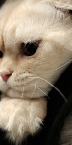 Muzzle,Thick,Scottish Fold Cat,Scottish Fold Up Cat,Scottish Fold,Animals,Fat,Cat