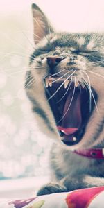 Muzzle,To Yawn,Yawn,Collar,Animals,Cat