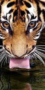 Animales,Agua,Bozal,Beber,Idioma,Lengua,Sed,Tigre