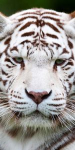 Muzzle,White Tiger,Animals,Predator,Tiger