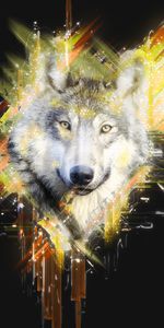 Muzzle,Wolf,Predator,Art