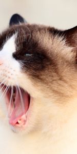 Muzzle,Yawn,Siamese,Animals,Cat