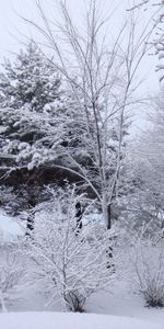 Naked,Winter,Nature,Trees,Hoarfrost,Frost