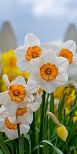 Narcissussi,Flower Bed,Flowerbed,Fence,Flowers,Close Up