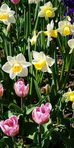 Cama De Flores,Parterre,Flores,Narcisos,Tulipanes