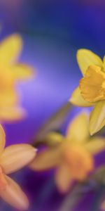 Fleurs,Narcisses,Macro,Source,Printemps