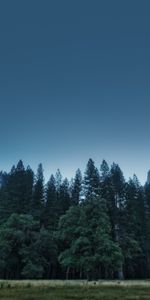 National Park,California State,California,Yosemite Valley,United States,Mountains,Trees,Usa,Nature,Forest