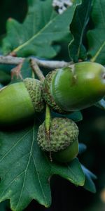 Nature,Glands,Branche,Chêne