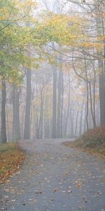 Route,Ruelle,Parc,Brouillard,Nature,Arbres,Le Parc,Secret,Piste,Chemin,Mystère