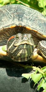 Verduras,Tortuga,Naturaleza,Animales