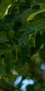 Nature,Apples,Branches,Fruit,Leaves