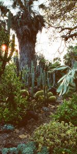 Arboretum,Nature,Palms,Cactus,Jardin,Plantes