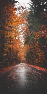 Asphalte,Forêt,Arbres,Route,Nature,Automne