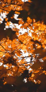 Nature,Autumn,Blur,Smooth,Branches,Leaves