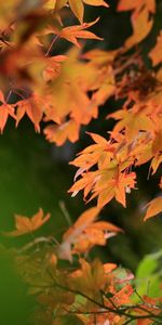 Nature,Autumn,Blur,Smooth,Leaves