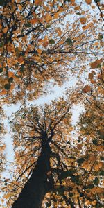 Nature,Autumn,Bottom View,Trees